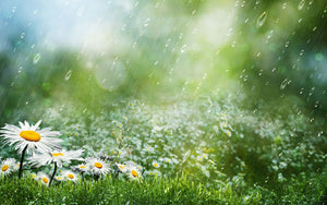 Spring Rain Burning Oil