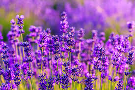 Lavender