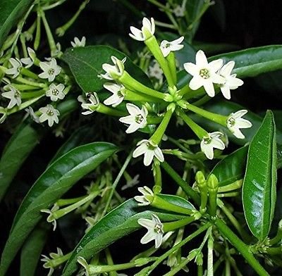 Night Blooming Jasmine